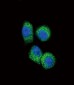 CCL2 Antibody (C-term)