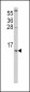 CCL2 Antibody (C-term)