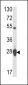 HSP27 Antibody (Center)