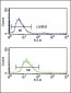 SERPINF1 Antibody (N-term)