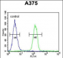 GSN Antibody (N-term)