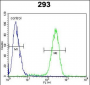 TMPRSS2 Antibody (N-term)