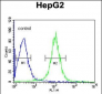 TMPRSS2 Antibody (Center)