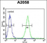 MOBKL1B Antibody (C-term)