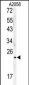 MOBKL1B Antibody (C-term)