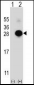 MOBKL1B Antibody (C-term)