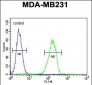 CTSS Antibody (Center)