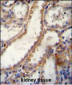 FKBP10 Antibody (C-term)
