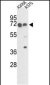 FKBP10 Antibody (C-term)