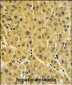 FBP1 Antibody (N-term)