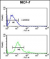 IMPDH2 Antibody (Center)