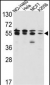 IMPDH2 Antibody (Center)