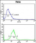 TECPR1 Antibody (C-term)