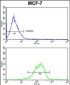 RBM3 Antibody (C-term)