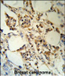 RBM3 Antibody (C-term)