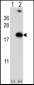 RBM3 Antibody (Center)