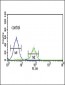 PCSK2 Antibody (N-term)