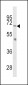 PCSK2 Antibody (N-term)