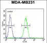 FKBP1A Antibody (N-term)