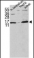 FKBP1A Antibody (N-term)