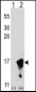 FKBP1A Antibody (N-term)