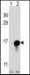 FKBP1A Antibody (C-term)