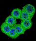 FKBP1B Antibody (N-term)