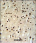 FKBP1B Antibody (N-term)