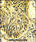 CD201 Antibody (Center)