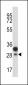 CD201 Antibody (Center)