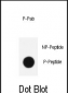 Phospho-KLF4(S254) Antibody