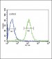 VHL Antibody (N-term)