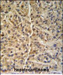 GNS Antibody (Center S298)