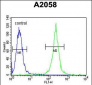 Calponin-3 Antibody (N-term)