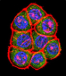 TBP Antibody (C-term)