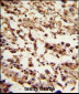 TBP Antibody (C-term)