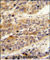 LRG1 Antibody (Center)