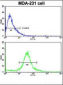 TIMP1 Antibody (N-term)