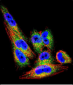 TIMP1 Antibody (N-term)