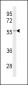 CYP2C19 Antibody (Center)