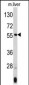 ANGPTL3 Antibody (N-term)