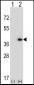 MLF1 Antibody (N-term)