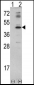 MVD Antibody (N-term)
