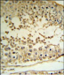 MAPE Antibody (C-term)