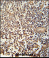 MCA1 Antibody (C-term)