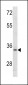 MCA1 Antibody (C-term)