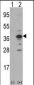 MCA1 Antibody (C-term)