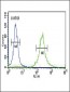 INHA Antibody (N-term)