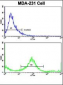 KRT4 Antibody (C-term)