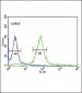 HPRT1 Antibody (C-term)